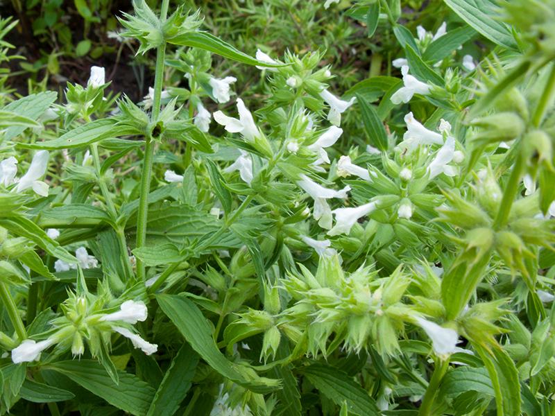 Stachys recta L.